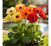Anemone a crescita rapida/resistente al freddo/Anemone raro/Decorazione da giardino/Resistente al freddo-4 PCS-G