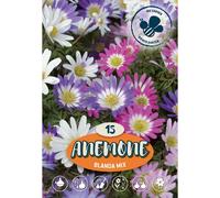 Anemone Blanda Misto Mischung