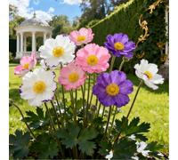 Anemone di inizio primavera/a crescita rapida/resistente al freddo/Anemone raro/decorazione da giardino-4 PCS-G