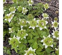 anemone giardino in vaso esotiche balcone tappezzante resistente 200semi