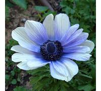 Anemone, molto resistente Anemone rizoma colori misti-20 Bul
