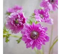 anemone raro in vaso varietà antiche biologiche esotiche 150semi