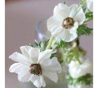 anemone resistenti in vaso decorazione giardino raro esterni 30semi