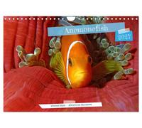 Anemonefish - always busy - always on the move (Wall Calendar 2027 DIN A4 landsc
