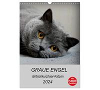Angelo grigio - Gatti a pelo corto britannico (calendario da parete 2024 DIN A3 alto), calendario mensile Calvendo: foto da sogno di gatti corti britannici (CALVENDO Tiere)