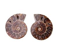ANGGREK Ammonite Fossili Naturali 2 Pezzi del Madagascar per Decorazione Casa e Insegnamento Stile Retro con Storia Antica Diametro 4 cm