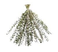 ANGGREK Foglie di Eucalipto Naturali Secchi Secchi di Foglie di Eucalipto Reale 40 Foglie di Eucalipto Naturale per Decorazioni per la Casa del Bagno con Profumo Floreale Fresco (2)