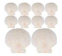 Angoily 21 Pezzi Conchiglie Naturali Bianche a Forma di Capesante per Decorazione Casa e Matrimoni, Shell per Progetti Fai da Te, Materiale Artigianale Finitura Naturale