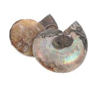 Angoily Pietra Ammonite Naturale 2 Pezzi Campione Fossile Conchiglia 2-3 CM per Kit Educativo e Decorazione Interni