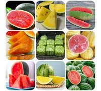 Anguria, biologica coltivata a spalliera semi di melone, serre balcone resistenti rialzata rara frutteto semi in vaso 500semi