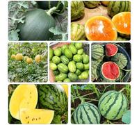 anguria decorazione balconi meloni colonnari semi di giardino biologico balcone resistente melone biologico per giardino interno 250pcs