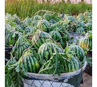 anguria di melone semi decorativi biologici Letti elevati giardino decorazione balconi colonnari bonsái interni 850pcs