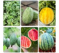 anguria espaldera semi per giardino interni semi melone decorazione balconi meloni giardino melone letto 25pcs