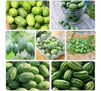 anguria pollice balcone serbatoio interni semi di giardino interni ufficio decorazione 25pcs