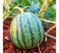 anguria resistenti colonnari semi biologici giardino nano espaldera di 850pcs