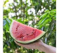 anguria semi biologici letto elevato giardino decorazione balconi decorazione colonnari espaldera balcone 10pcs