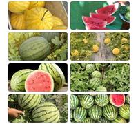 anguria semi di sandia biologici per balcone, perenni resistenti decorazione balconi Letti elevati per giardino semi resistenti interni esotici 150pcs