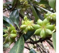 Anice Stellato - Illicium Verum semi di resistenti balcone letti elevati interni semi per giardino verde 150pcs