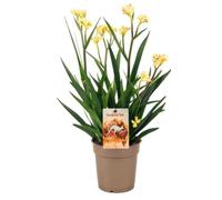 Anigozanthos: la pianta con le zampe canguro. TERRE DI ROMAGNA. simpatica, sorpreendente, biricchina, regalo MUST MADE IN ITALY vaso grande 17cm