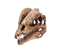 Animal Anatomy Model Dinosauro Modello del teschio dente, fossile Teaching Skeleton Model Resin Artigianato Skull for Acquario Ornamento Decorazioni for la casa, Decorazione di Halloween Modelli Biolo