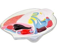 Animal Anatomy Model - Forma di conchiglia a forma di conchiglia, materiale PVC per ricerca biomedica e didattica, ideale per dimostrazioni delle scuole medie