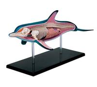Animal Anatomy Model Kit, scheletro delfino 4D con 18 organi staccabili | Kit modello anatomico delfino 4D con organi staccabili per l'apprendimento interattivo e l'insegnamento dei concetti