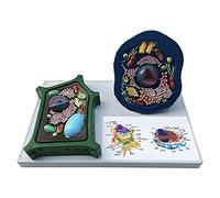 Animal Cell Anatomy Model -Plant Cells Model Animal Biological Experimental Comparative Model for Study Display Teaching Medical Model