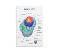Animal Cell Biology Poster, Science Anatomy Educational Chart with Nucleus & Mitochondria, Classroom Wall Art for School, Bedroom and Study Room(Unframed,16x24inch(40x60cm))