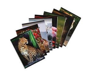 Animal Maxi Quaderno formato A4 (21Cm X 29,7Cm) Rigatura 0Q quadretti con