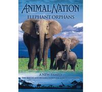 Animal Nation - Elephant Orphans [Edizione: Regno Unito]