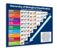 Animal Order Poster Taxonomy Reference