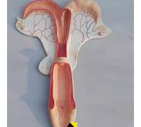 Animal Uterus Anatomical Model - Dog, Pig, Cow, Sheep, Horse Reproductive System Educational Tool for Doctors and Students(Horse)