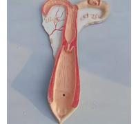 Animal Uterus Anatomical Model - Dog, Pig, Cow, Sheep, Horse Reproductive System Educational Tool for Doctors and Students(Sheep)