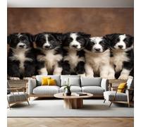 Animale Carta da Parati Fotografica Border Collie 350x250 cm Fotomurali Poster Giganti TNT Murale Art Sfondo Moderne Decorazione Soggiorno Camera de Letto Sala Ufficio