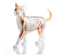 Animale Modello Kit Modello Anatomico di Scheletro di Gatto 4D con Organi E Parti del Corpo Staccabili, Supporto Espositivo da 28 Punti Modello di Anatomia