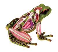 Animale Modello Modello Anatomico Animale 4D, Modello di Rana Assemblato, Modello di Biologia Animale, Modello Didattico Medico, 31 Pezzi Modello di Anatomia