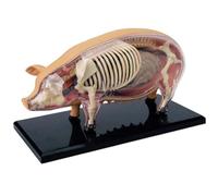 Animale Un modello di atomo | Modello di anatomia veterinaria del maiale | Giocattolo dimostrativo scientifico staccabile, strumento educativo di biologia per scuole veterinarie, studenti, cliniq