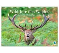 Animali selvatici della foresta: qui il mito della foresta diventa vivo (calendario da parete 2026 DIN A3 quer), Calendario mensile CALVENDO: incantevoli scatti di animali e rari momenti di