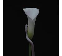 Animals As Leaders - Parrhesia (CD)