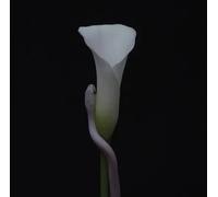 Animals As Leaders - Parrhesia (CD)