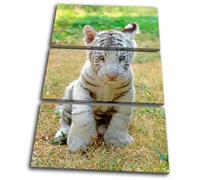 Animals Baby White Tiger TREBLE TELA parete arte foto stampa
