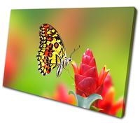 Animals Butterfly Flowers SINGLE TELA parete arte foto stampa