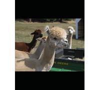 Animals Colouring Book for Kids