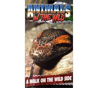 Animals in the Wild - Walk on the Wild Side