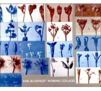 Ann Wilde Karl Blossfeldt (Copertina rigida) MIT Press