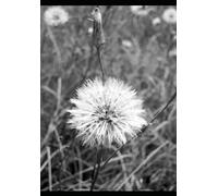 Anna Karenina: A Critical Edition with Editorial Introduction, Study Guide, and Historical Context