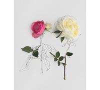 Anna Newell Stampa su Tela con Rose Bianche e Rosa, 40 x 50 cm, Poliestere, Multicolore, 40x50x3.2 cm