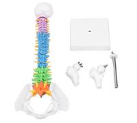 Annadue Modello Colonna Vertebrale Umana 45cm PVC Codice con Osso della | Modello anatomico di colonna vertebrale, midollo spinale con nervi, per la visualizzazione di insegnamento e apprendimento