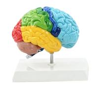 Annadue Modello di Cervello Umano Anatomia dell'emisfero Destro, Zone Funzionali Codificate a Colori Strumento Didattico per Neuroscienze, Cervello di Simulazione in PVC per l'educazione Cognitiva