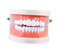 Anneome Modello di Studio Odontoiatrico Standard Elementi Dentali Staccabili in Materiale Durevole per Insegnamento e Pratica Clinica Odontoiatrica